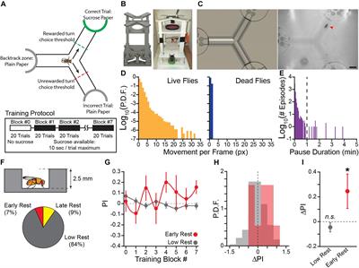 Rest Is Required to Learn an Appetitively-Reinforced Operant Task in Drosophila